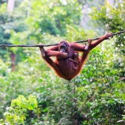 Borneo Accommodation Alabama