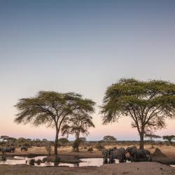 Chobe Accommodation Alabama