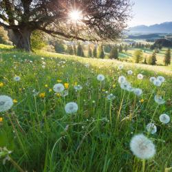 Bavaria Accommodation Alabama