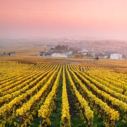 Champagne Accommodation Alabama