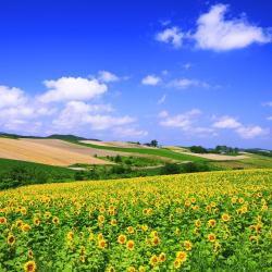 Hokkaido Accommodation Alabama