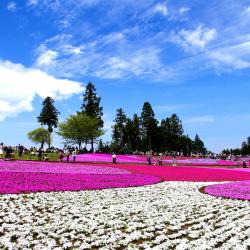 Saitama Accommodation Alabama