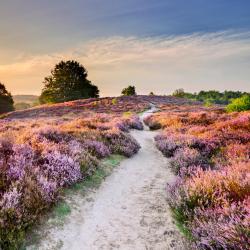 Veluwe Accommodation Alabama
