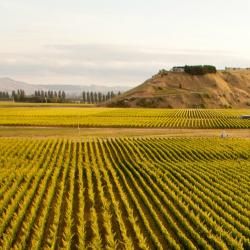 Hawke's Bay Accommodation Alabama
