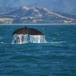 Kaikoura Accommodation Alabama