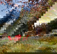 Clydesdale Outpost - Accommodation Alabama