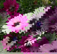 Daisy's Guest House - Accommodation Alabama