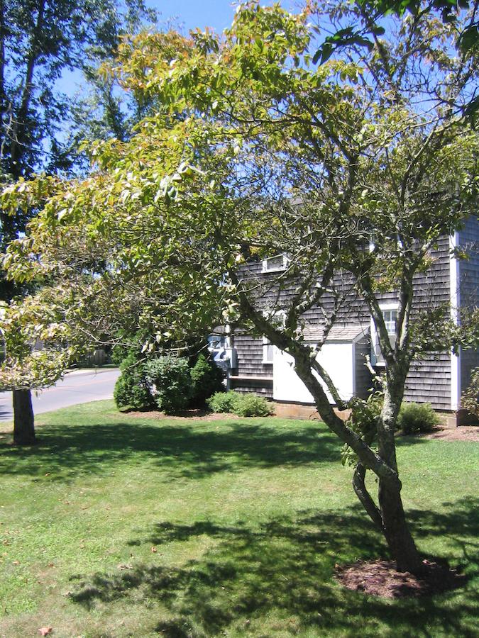 Edgartown Commons - thumb 20