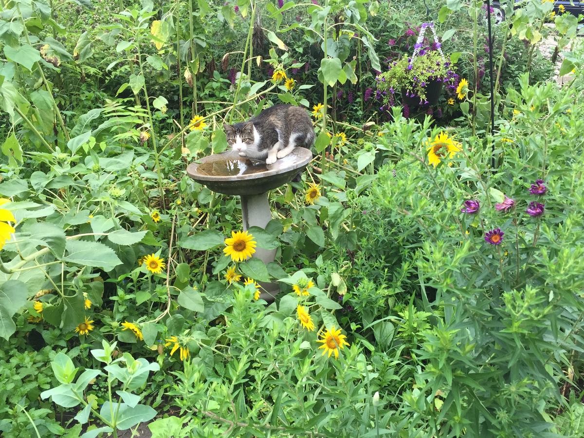 Captain Wohlt Inn - thumb 8