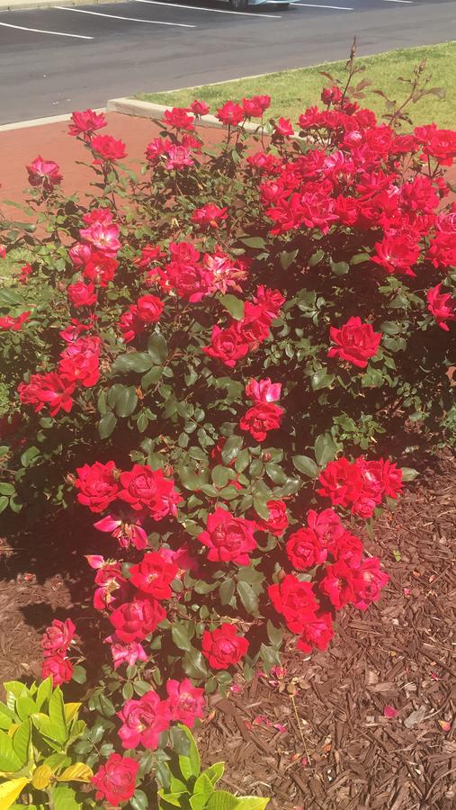 Patty's Bed & Breakfast - thumb 5