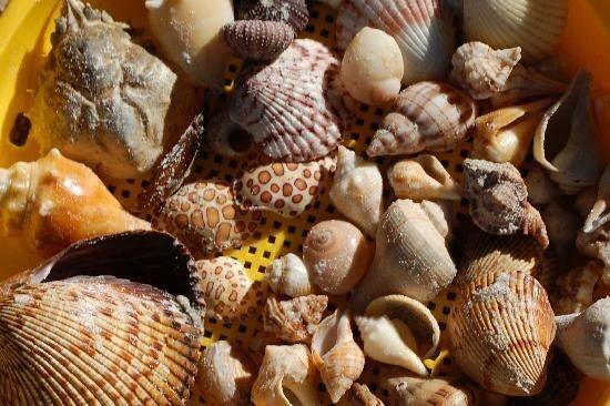 A Step Away From The Beach - thumb 18