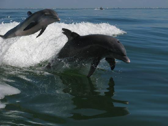 A Step Away From The Beach - thumb 19