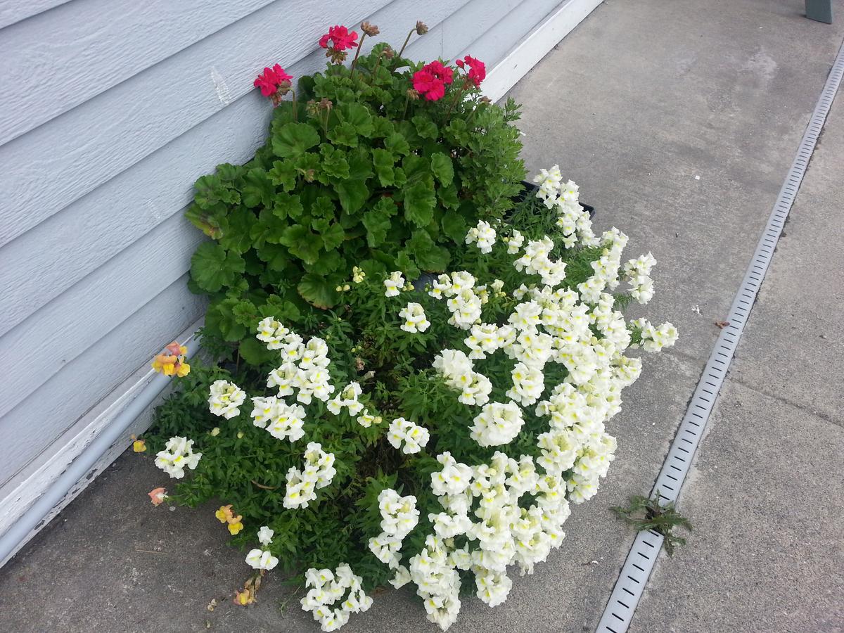 Fidalgo Country Inn - thumb 31