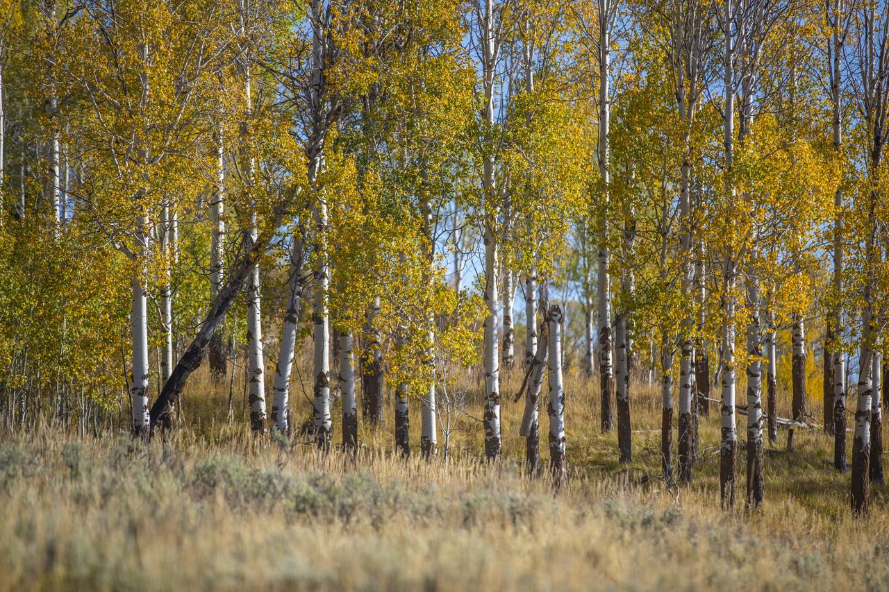 Alpine Recharge - thumb 25