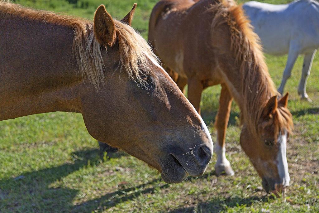 Cosmos Cabin - thumb 2