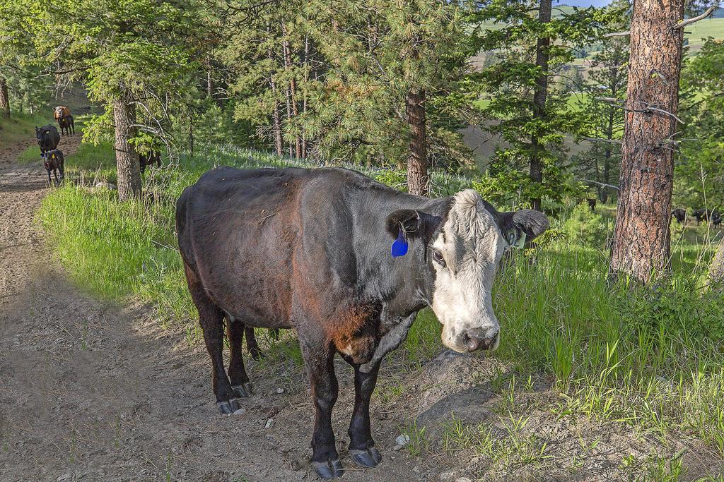 Cosmos Cabin - thumb 3