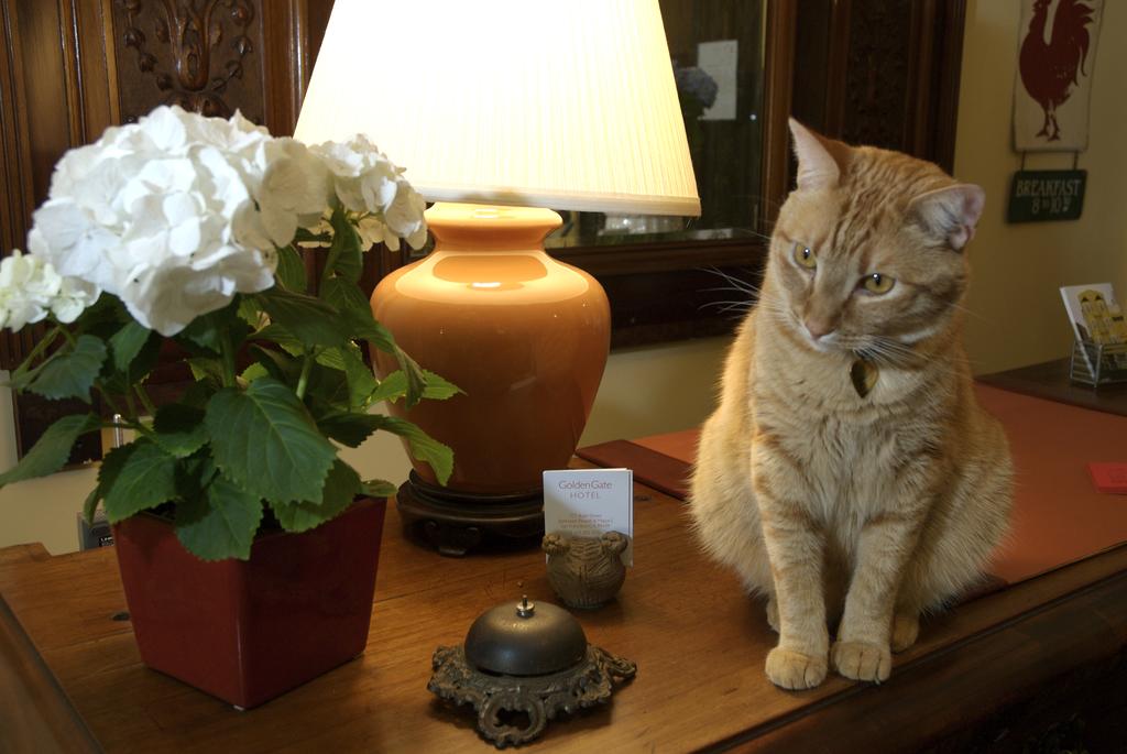 Golden Gate Hotel - thumb 0