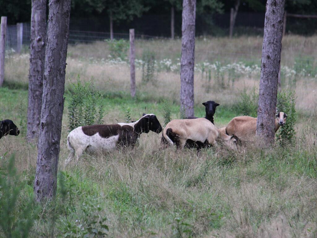 Tentrr Signature - Holmestead Woods - thumb 3