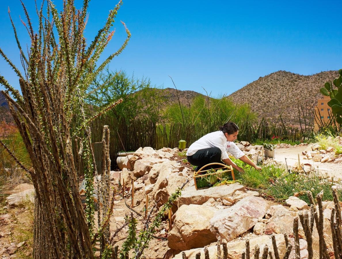 JW Marriott Tucson Starr Pass Resort - thumb 30