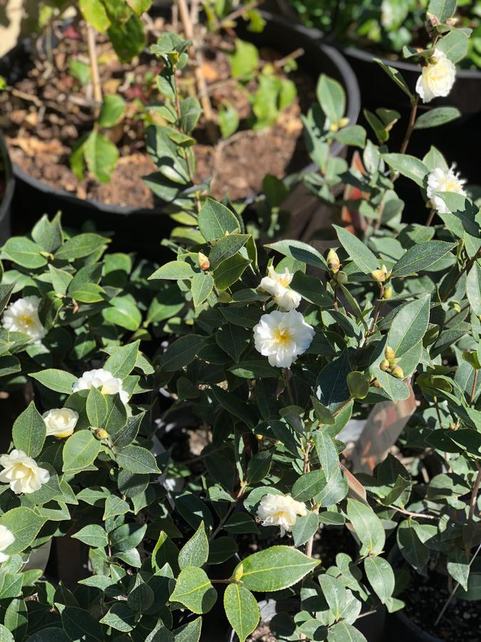 Seaside Laguna Inn & Suites - thumb 34