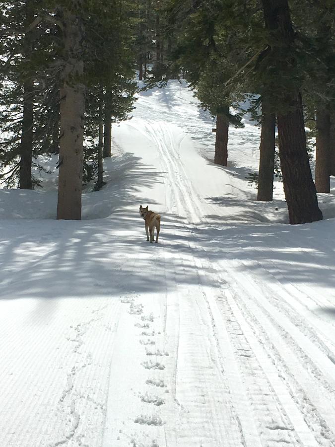 Blue Jay Chalet - thumb 39