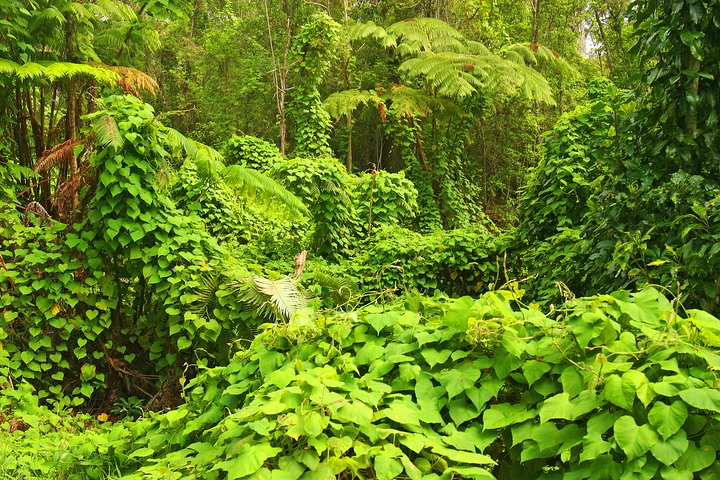 Big Island - Hawaii Volcanoes National Park Driving Tour - thumb 0
