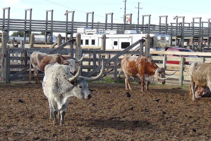 6-Hour Guided Best Of Fort Worth Historical Tour - thumb 2