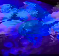 Shark Reef at Mandalay Bay Hotel and Casino - Accommodation Alabama