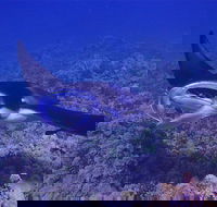 Night Manta Ray Adventure - Accommodation Alabama