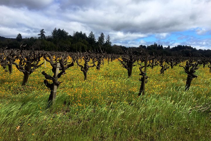 Sonoma  Healdsburg Wine Tours