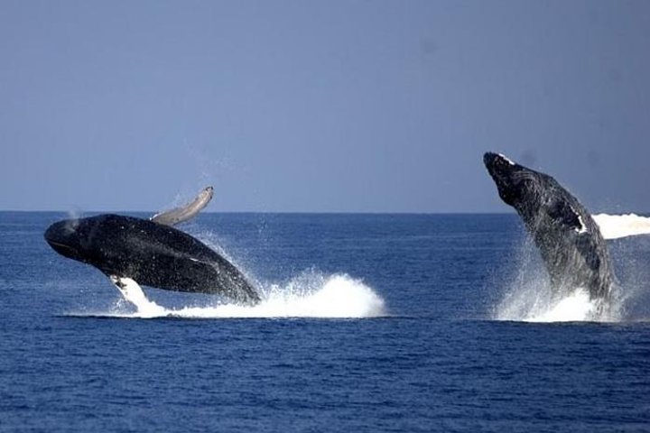 Whale-Watching Cruise from Newport Beach