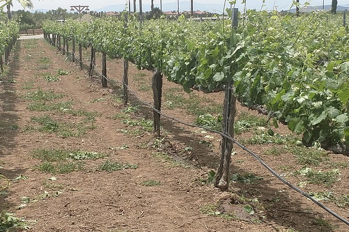 Temecula Valley Vinyards Wine Tasting Tour From Orange County