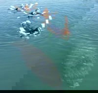 Manatee Snorkeling Tours - Accommodation Alabama