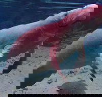 Swim with the Manatees Includes In-Water Guide/Photographer - Accommodation Alabama