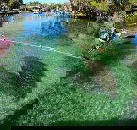 All Clear Kayak Manatee Viewing Ecotour With Local Guide - Accommodation Alabama