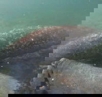 Swim With Manatees In Crystal River Florida - Accommodation Alabama