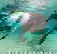 Manatee Snorkel Tour with In-Water Divemaster/Photographer - Accommodation Alabama