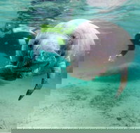 Small group Manatee Tour with In-Water Divemaster/Photographer - Accommodation Alabama