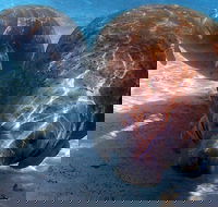 Small Group VIP Manatee Pontoon Tour - Accommodation Alabama