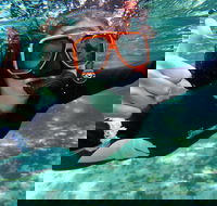 Crystal River Manatee Swim in Kings Bay National Wildlife Refuge - Accommodation Alabama