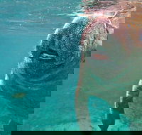 Self Drive Swim with Manatees on the Crystal River - Accommodation Alabama