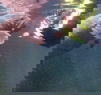 Manatees and Rainbow River by SCUBA or Snorkel - Accommodation Alabama