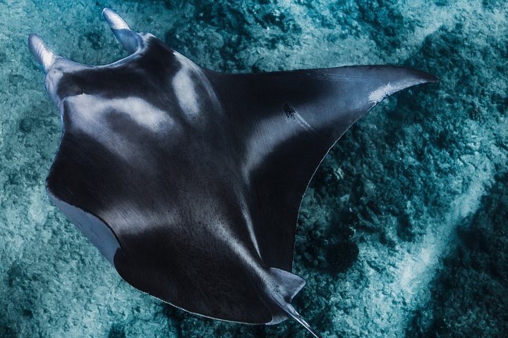 Kaimana Ocean Safari - thumb 0