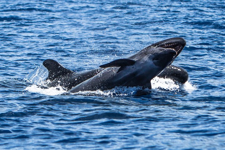 Kaimana Ocean Safari - thumb 4
