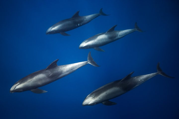 Kaimana Ocean Safari - thumb 5