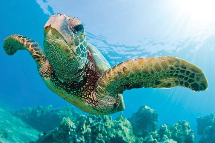 Waikoloa Catamaran Morning Snorkel & Lunch - thumb 3