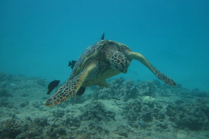 Waikoloa Catamaran Morning Snorkel & Lunch - thumb 4