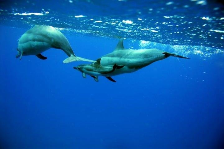 Waianae Coast Snorkel Cruise With Dolphin And Seasonal Whale Watching From Oahu - thumb 1