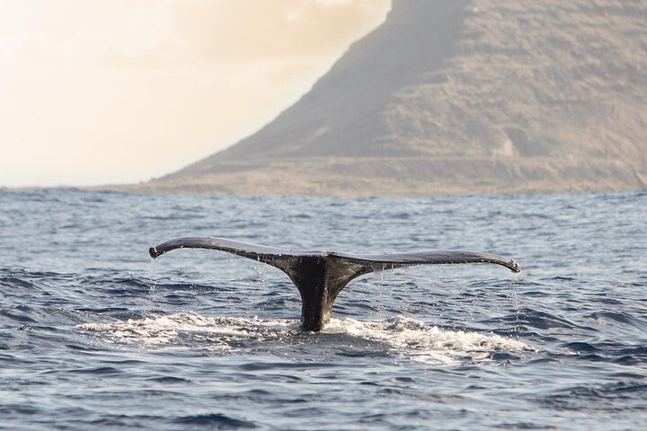 Waianae Coast Snorkel Cruise With Dolphin And Seasonal Whale Watching From Oahu - thumb 3