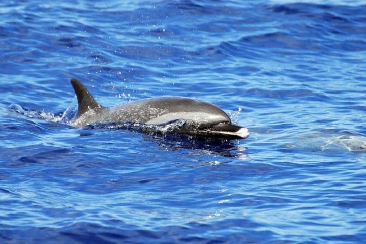 Waianae Coast Snorkel Cruise With Dolphin And Seasonal Whale Watching From Oahu - thumb 5